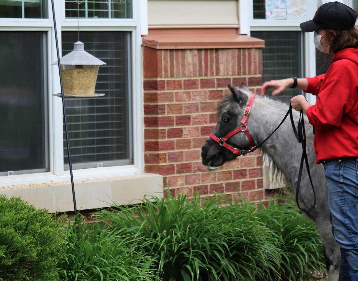 HETRA's tweet photo. We had an incredible time visiting @ImmanuelComm Lakeside Village last week with our miniature horses, Stormy &amp; Blue! Special thank you to HETRA Volunteer, Tracy, and Staff, Rachelle &amp; Rita as well as Immanuel for making this all possible! #HETRAhelps https://t.co/H28nOEfJ9R