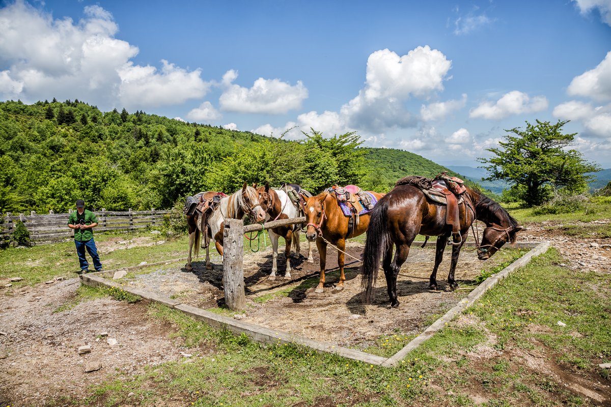divergenttravel's tweet photo. Exploring the Virginia Highlands Horse Trail in search of the wild ponies that reside in the Grayson Highlands.
#Adventure #SWVirginia #LOVEVA #Travel #USTravel #DivergentTravel #outdoor @VisitVirginia #Horses https://t.co/Y4eTXdBotu