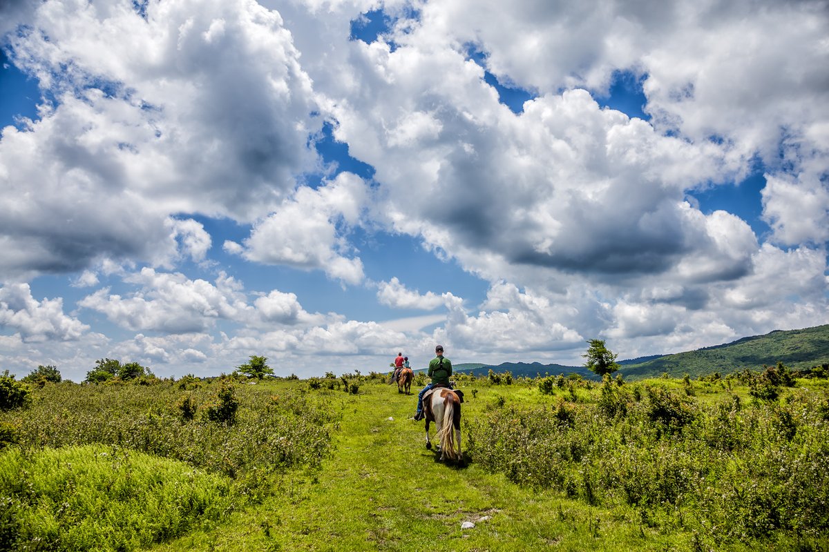 divergenttravel's tweet photo. Exploring the Virginia Highlands Horse Trail in search of the wild ponies that reside in the Grayson Highlands.
#Adventure #SWVirginia #LOVEVA #Travel #USTravel #DivergentTravel #outdoor @VisitVirginia #Horses https://t.co/Y4eTXdBotu