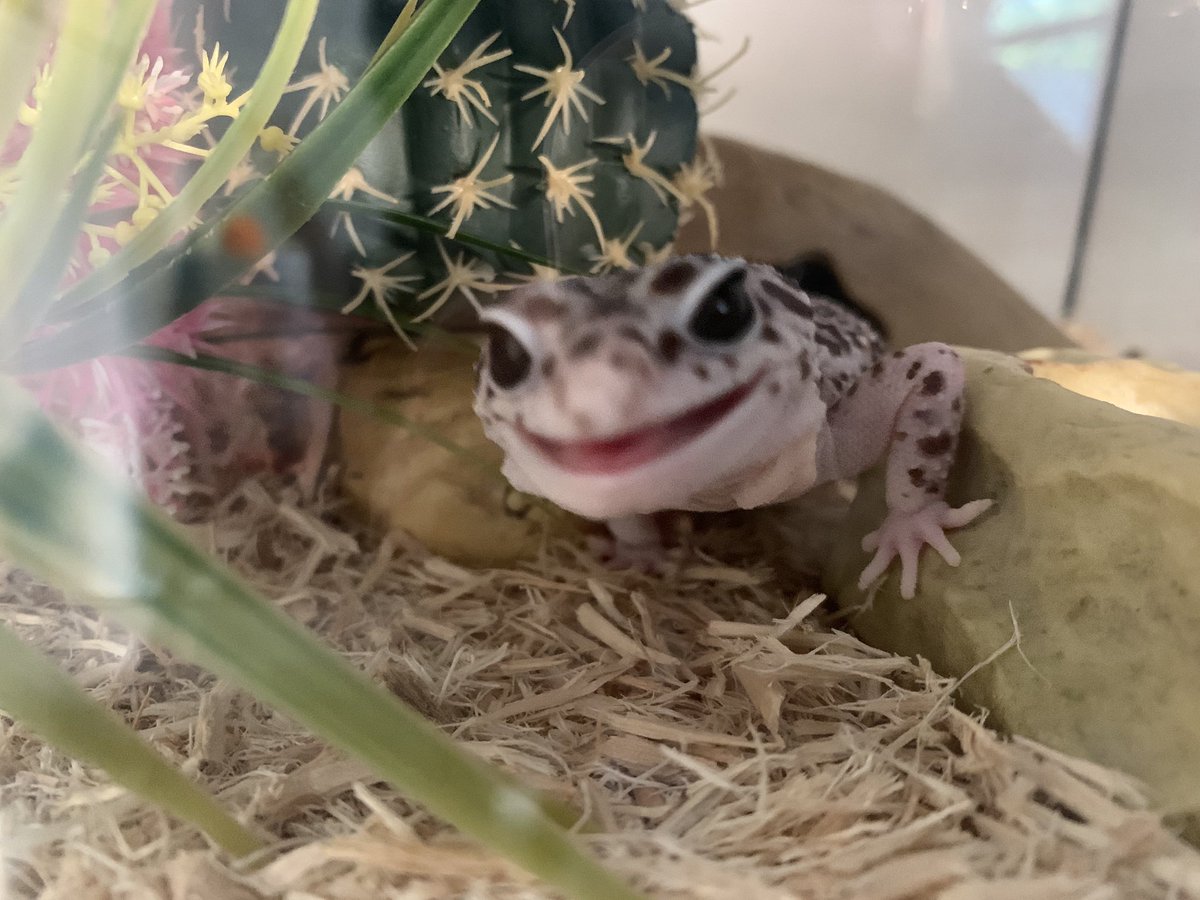 DonnaSLADEN's tweet photo. Curious looking Casper!🦎👀 #gecko #macksnow #leopardgecko https://t.co/wfpLqz35YE