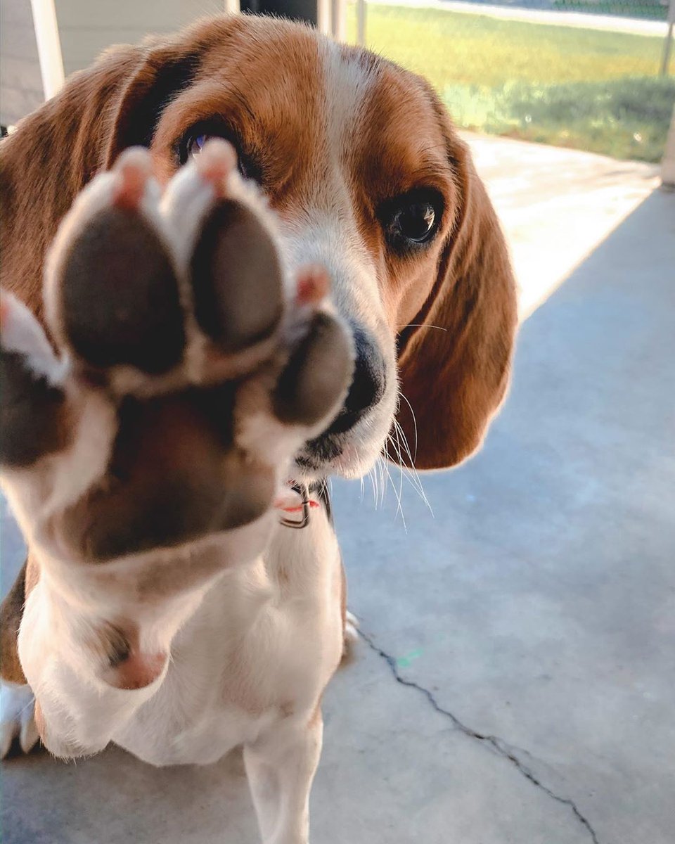 woofial's tweet photo. High Paw! 🐾

📸: IG iam.maxthebeagle https://t.co/JFIhvs4x7y
