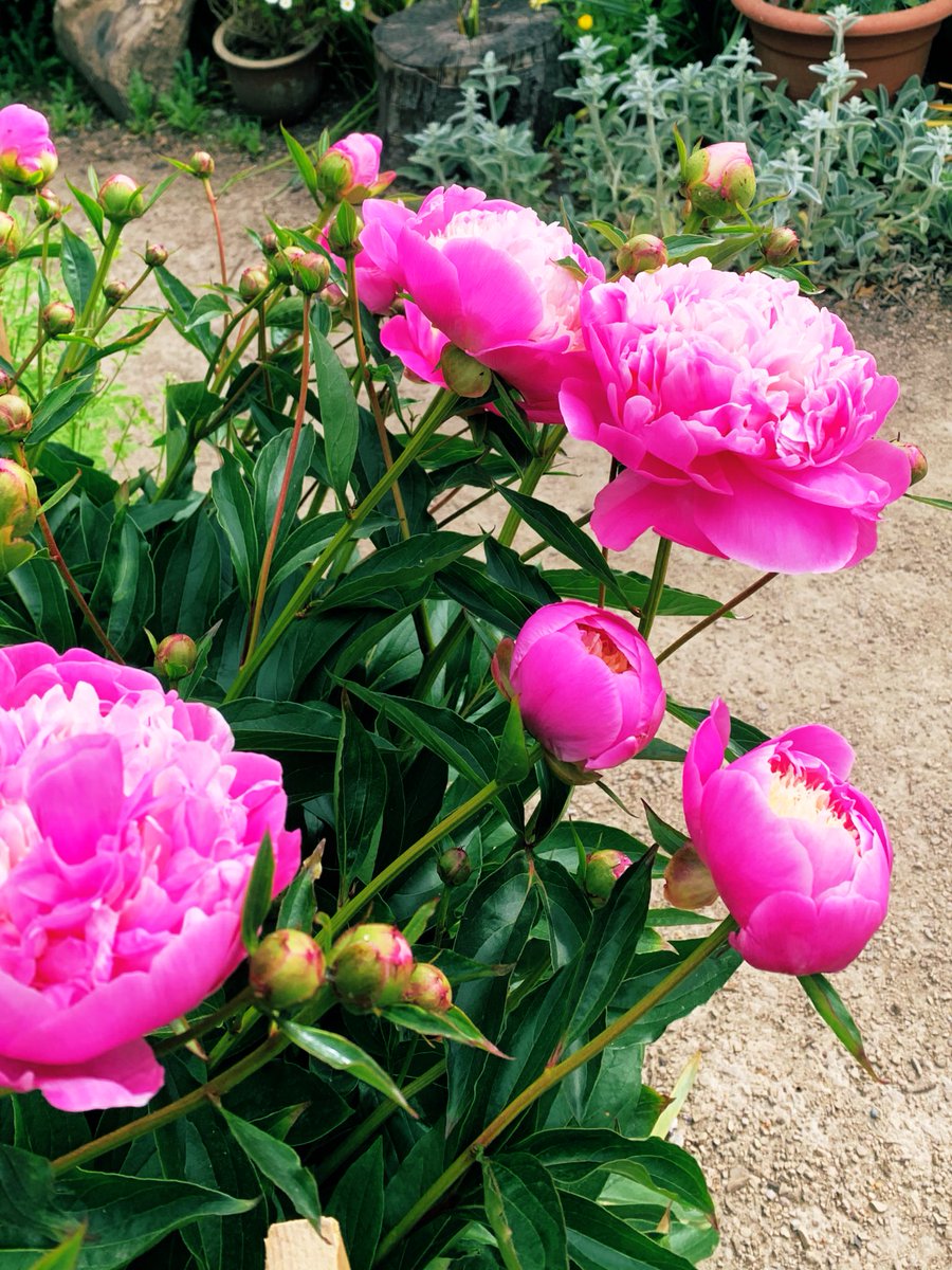 A selection of two peonies in the Secret Garden <a href="/charltonmanor/">Charlton Manor Sch</a>. The beautiful Shirley Temple and the vibrant Bowl of Beauty.