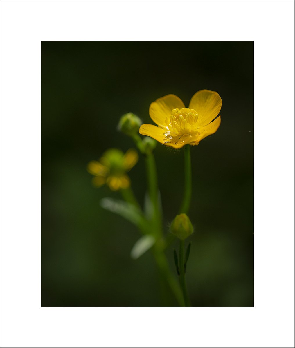 "Buttercup"
My entry for #fsprintmonday