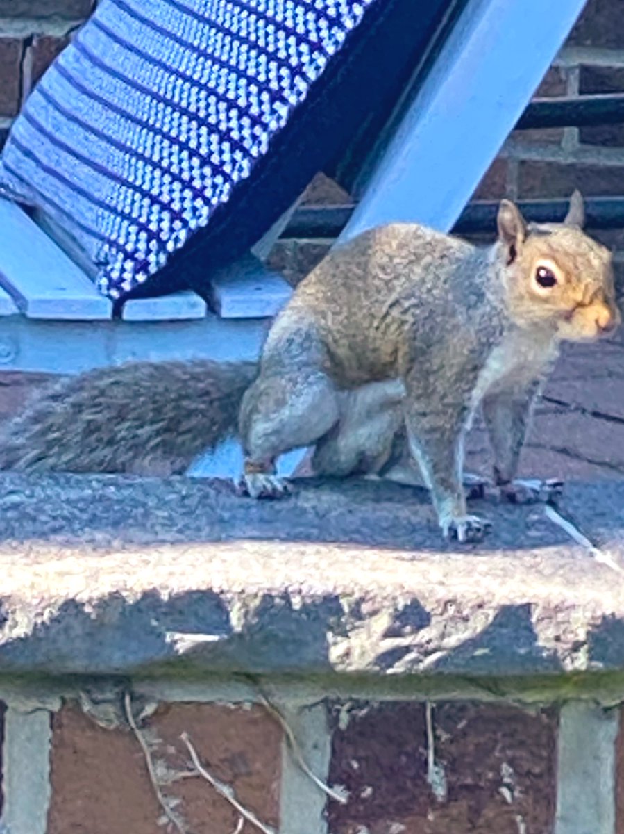 Had a visit today from a squirrel with massive tezzies 🐿