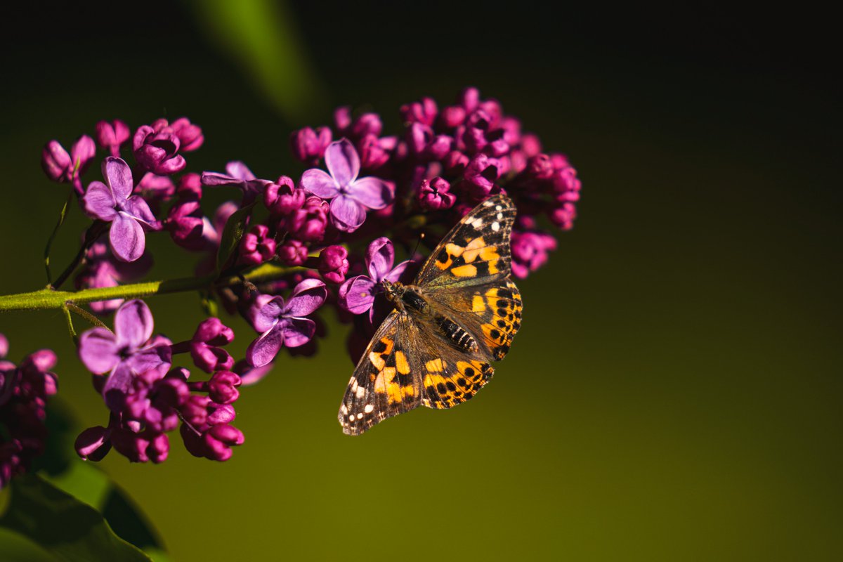 RawBeautyKristi's tweet photo. My niece raised some Painted Lady butterflies from caterpillar to butterfly &amp; I we released them on our lilac tree. I took some photos &amp; thought you might enjoy the beauty on your TL. 💕 https://t.co/iz44tNH2hm