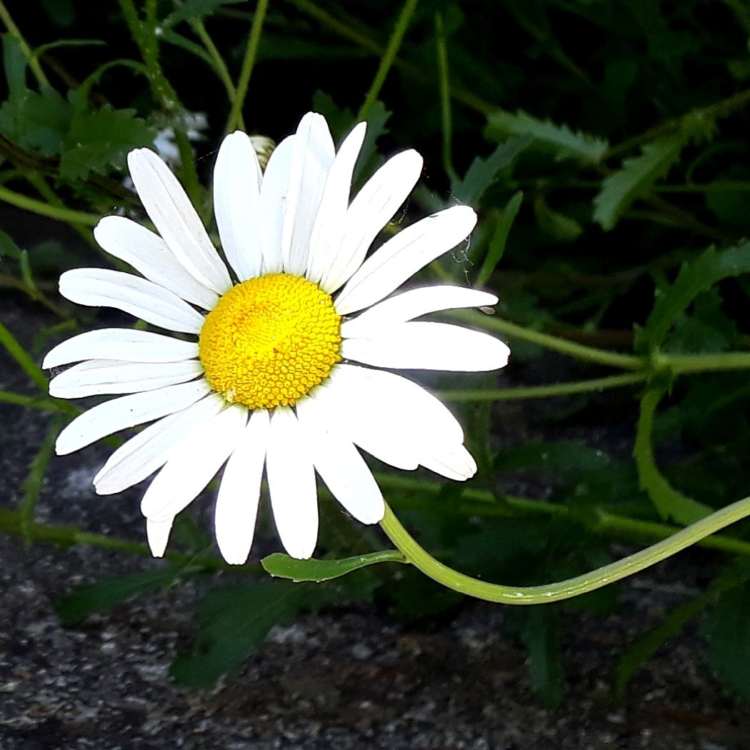 The #capedaisies are taking over the garden!