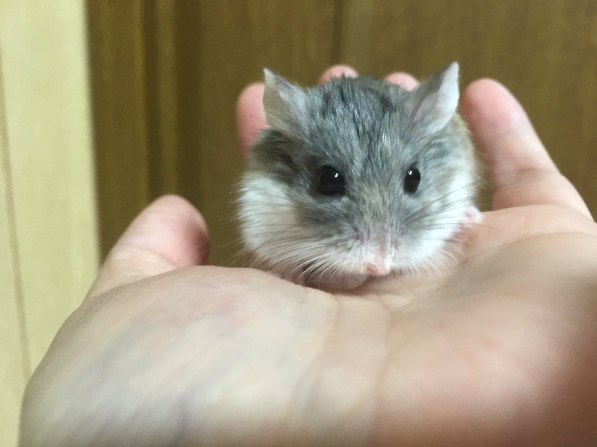 Rie 手乗りからの肩乗りうみちゃん 手に乗せたら腕から首まできて ウロウロします ハムスター ハムスターのいる生活 ロボロフスキー