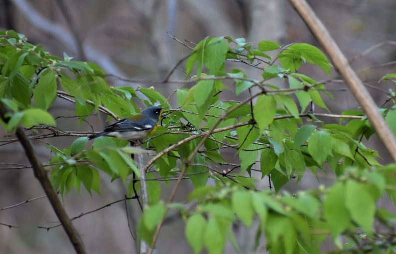 haalimifolia's tweet photo. My last #PostABird today is the Northern Parula.This warbler forages in the upper canopy &amp; gave me my first “warbler neck”.Wanting to get to know them better inspired me to illustrate them in color.
Follow IG @flbigyear2020 #Blackbirdersweek @BlackAFInStem @GNSIorg @ArtBioCollab https://t.co/MPpuU3KHwp