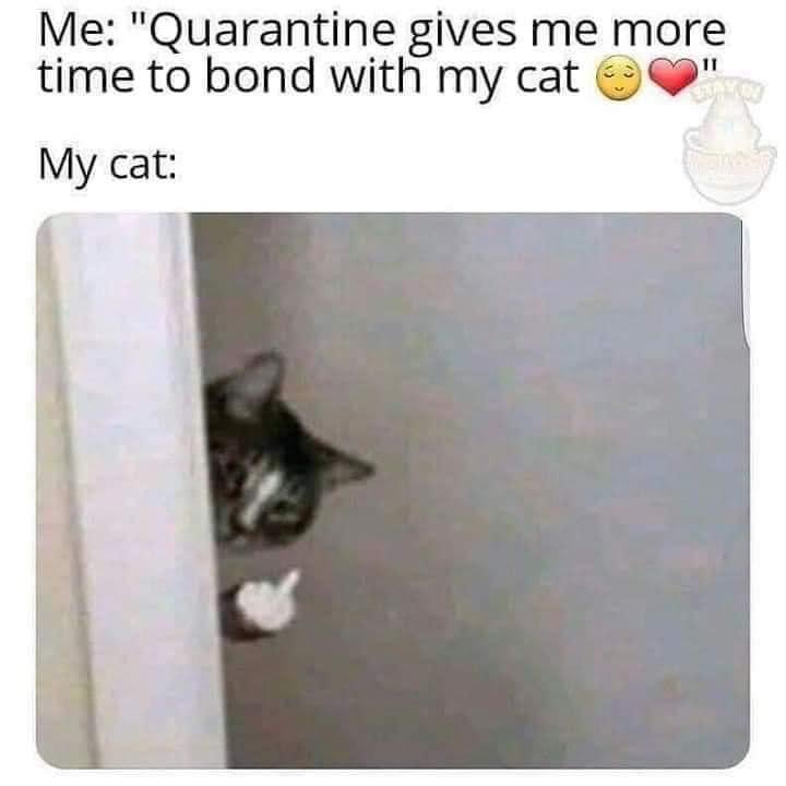letitheal's tweet photo. For our cat loving friends! https://t.co/XZwHKGaG0p