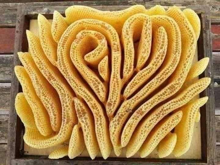 ¡¡La magia arquitectónica de las #abejas!!
#amazing #nature #fun #smart #bees
buff.ly/2XaI6iK