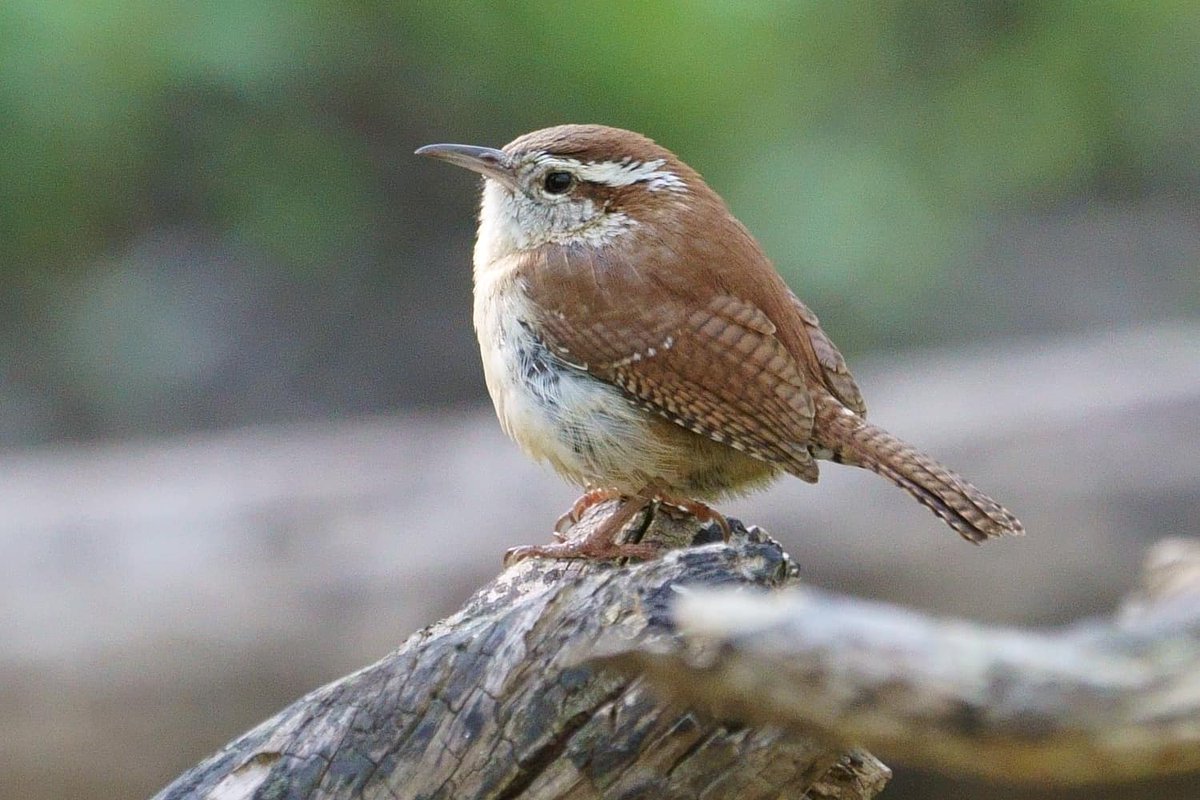 FriendsParks's tweet image. #PostABird