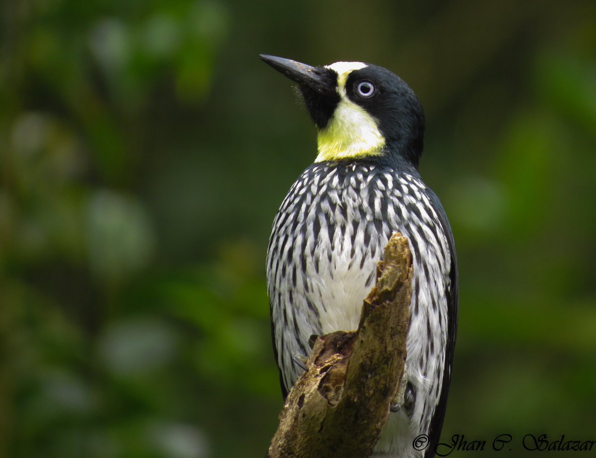 Although I work with lizards, birds have a special part in my heart. These are few of the birds that I have seen in my beautiful country - Colombia #PostABird #BlackBirdersWeek