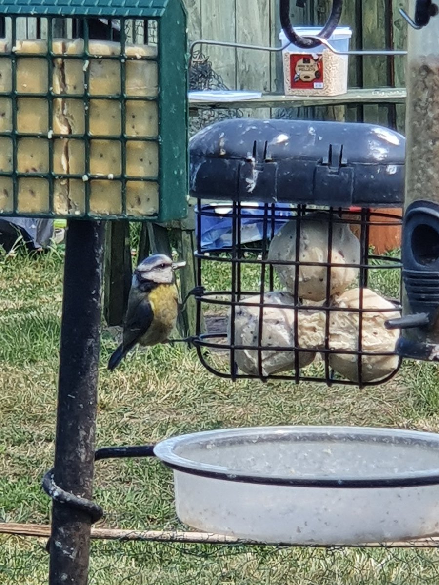 TIBORKIE's tweet photo. @Newlands_PS Skye Cruden took great pleasure in watching 4 Bluetit Fledglings and their mum on our feeders this morning https://t.co/RlTHSYrTg5