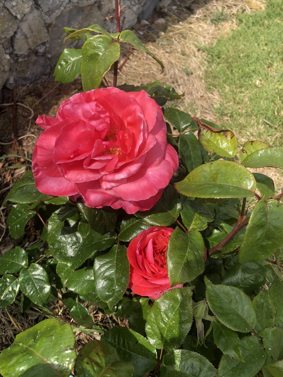 ar_crean's tweet photo. Our #COVID19 garden project... bit late for  #BloomwithRTE #stillproud #BloomAtHome @barryteehan7 💖🙌🏻 https://t.co/Z4lRLGv1kY