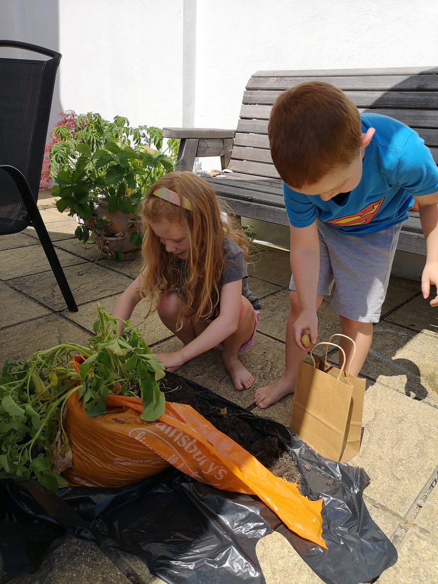 Ellen was very excited to find 23 potatoes from her plant today 😁 Other than counting them did we need to take anymore measurements, before we eat them tomorrow <a href="/AvonwoodYear2/">Avonwood Primary School Year 2 Team</a>