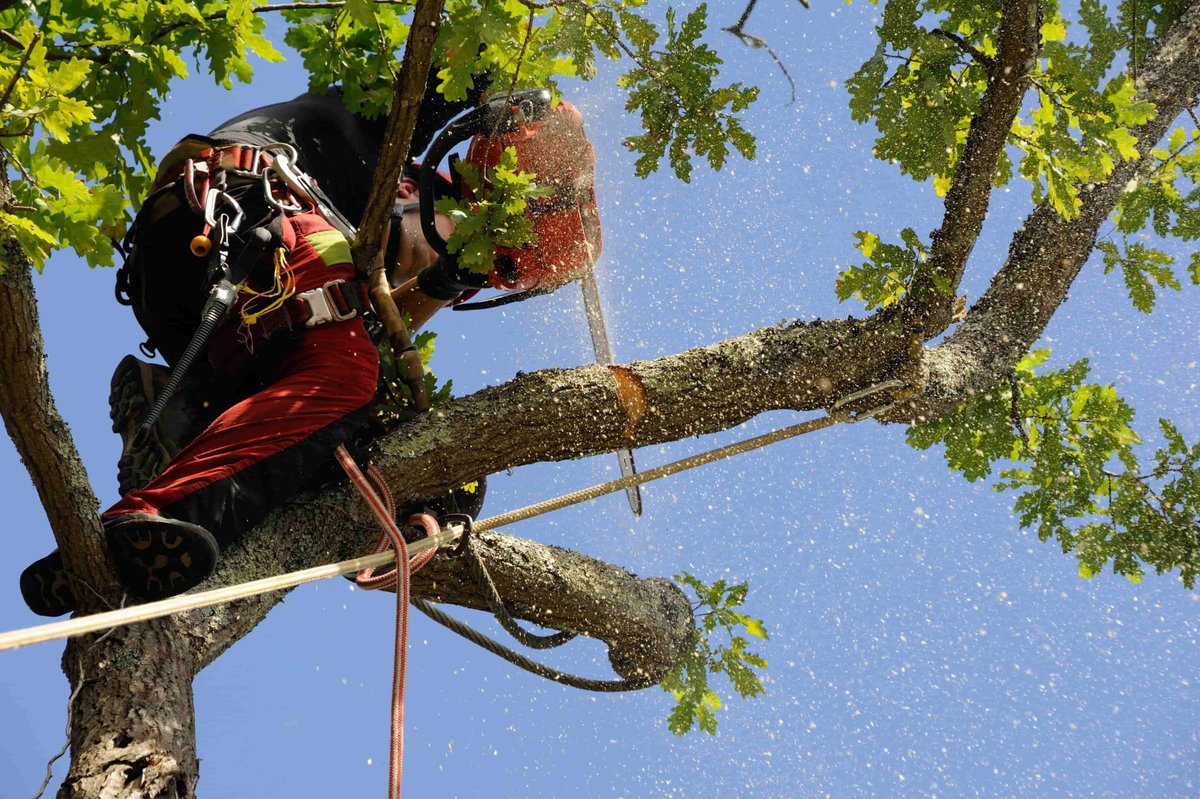 Les différentes tâches effectuées par les élagueurs grimpeurs : elagage.net/arboriste-grim…