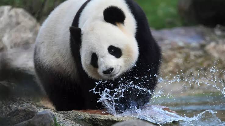 TaMagdii's tweet photo. الكائن الاقرب لقلبي $ #paNdaa🐼🐼😍😍♥️ https://t.co/VCGg42LcSs