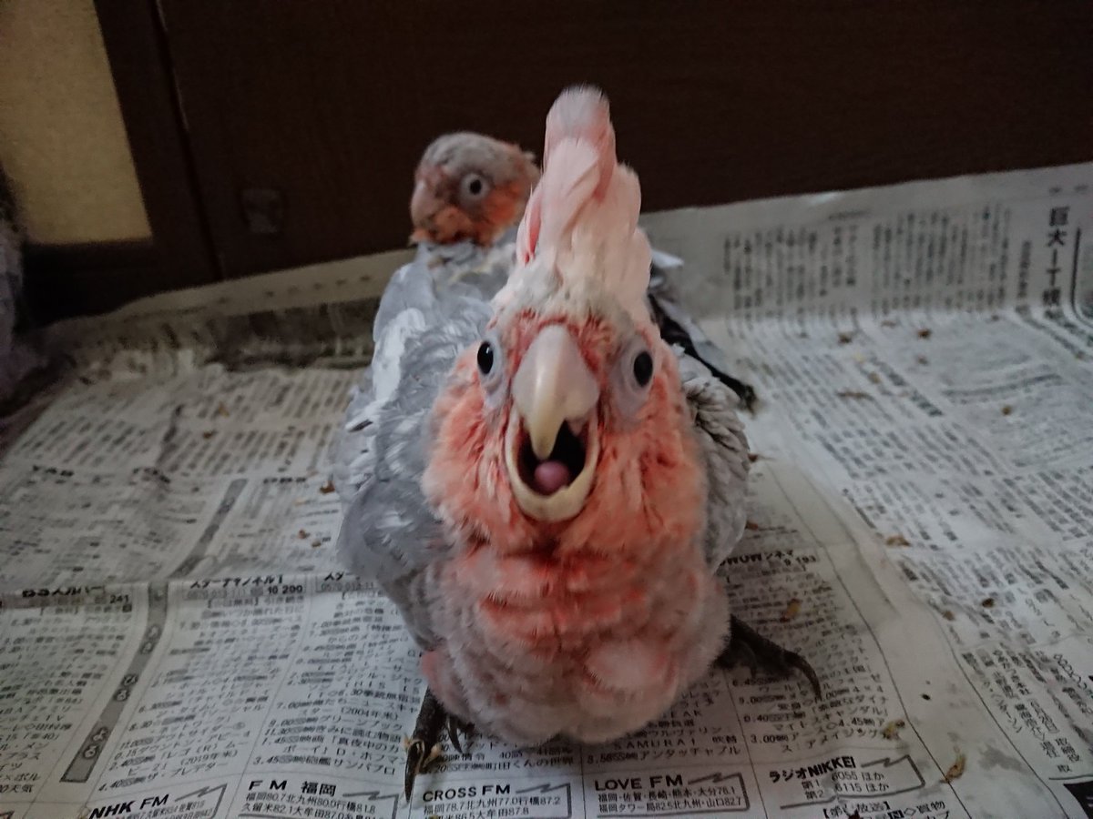 こんぱまる北九州店 顔はアカビタイ 色はモモイロインコという感じですね 長男甘えん坊です こんぱまる北九州店 顔はアカビタイ 色はモモイロインコという感じですね 長男甘えん坊です