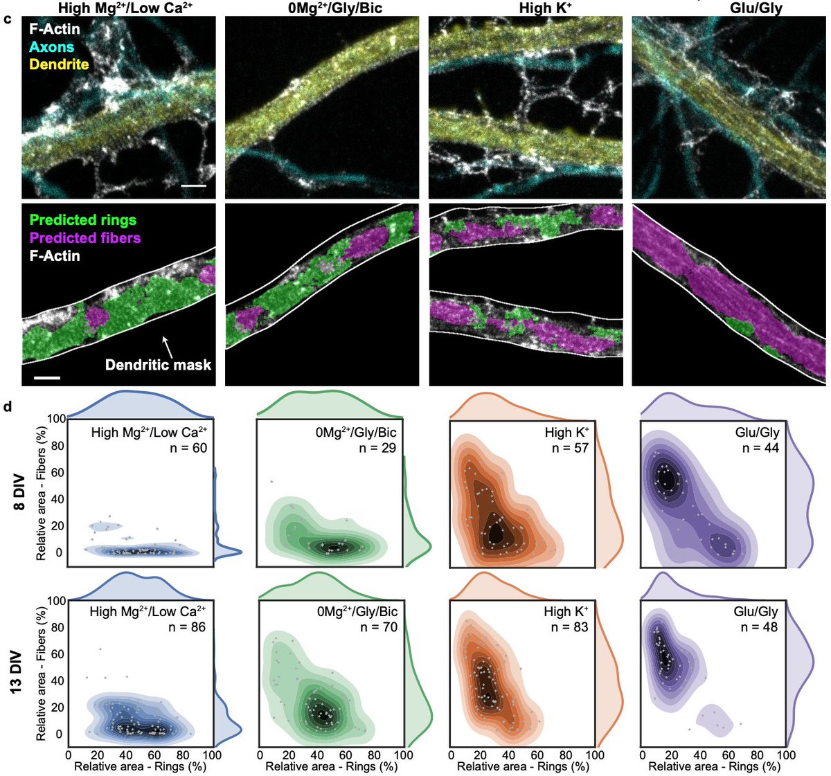 Happy to share our new paper on the activity-dependent remodelling of the F-actin lattice in dendrites but not in axon using #SuperResolution #STED #Microscopy and #DeepLearning. Now on <a href="/biorxivpreprint/">bioRxiv</a> biorxiv.org/content/10.110…