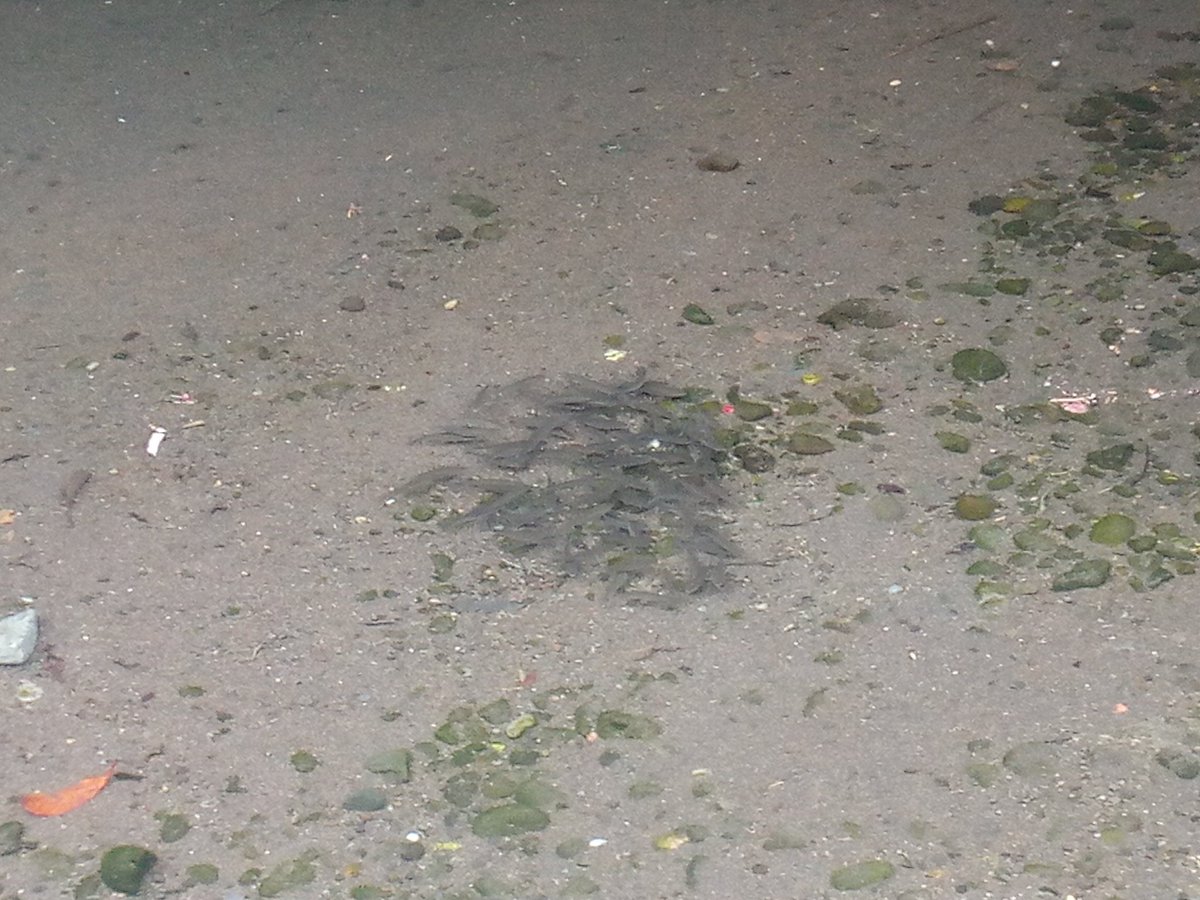 如月真弘 排水口の近くにボラの稚魚の群れ 幼少期に読んだレオ レオニの スイミー という絵本を思い出す 人間の出す生活排水は栄養豊富なのだろう 軍艦でもスカッパーの周りに魚が集まる