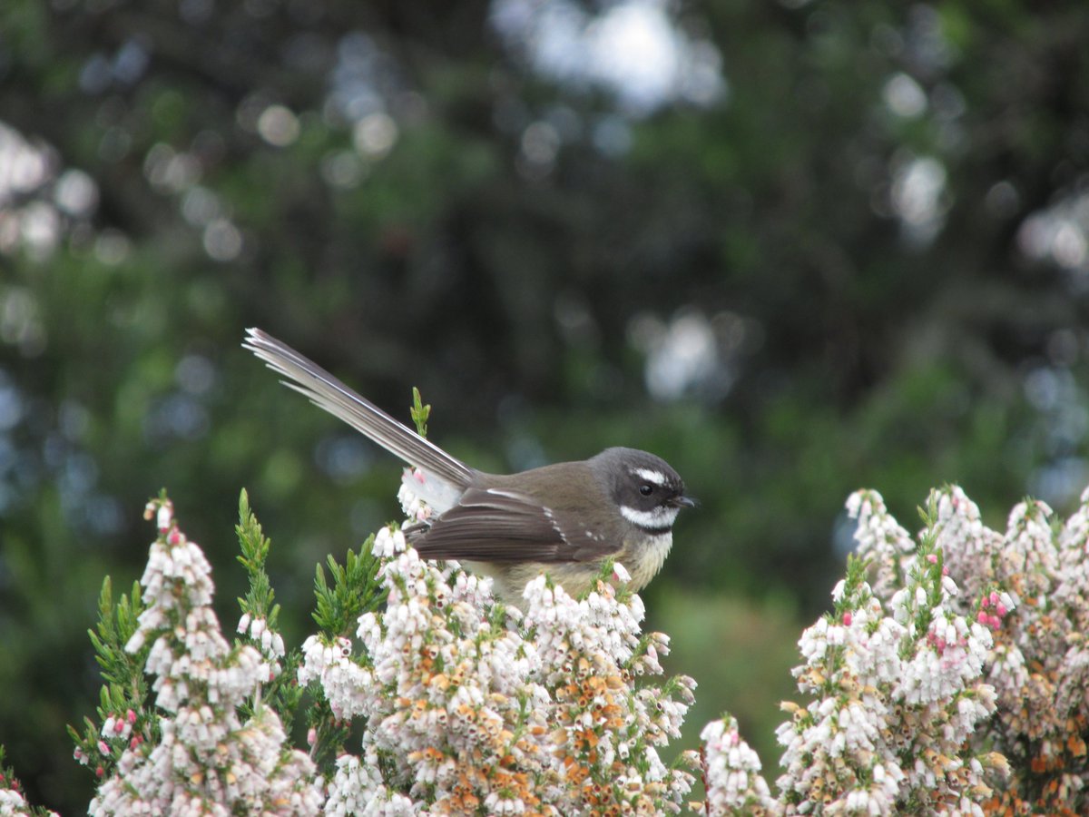 kenleecalhoun's tweet photo. #BlackBirdersWeek Continuing to celebrate #BlackInNature with #PostABird . I've spent a lot of time trying to get pictures of New Zealand birds when I go to visit my partner. This little Fantail has to be favorite! They flutter around your feet as you hike down trails :) https://t.co/80FopUguel