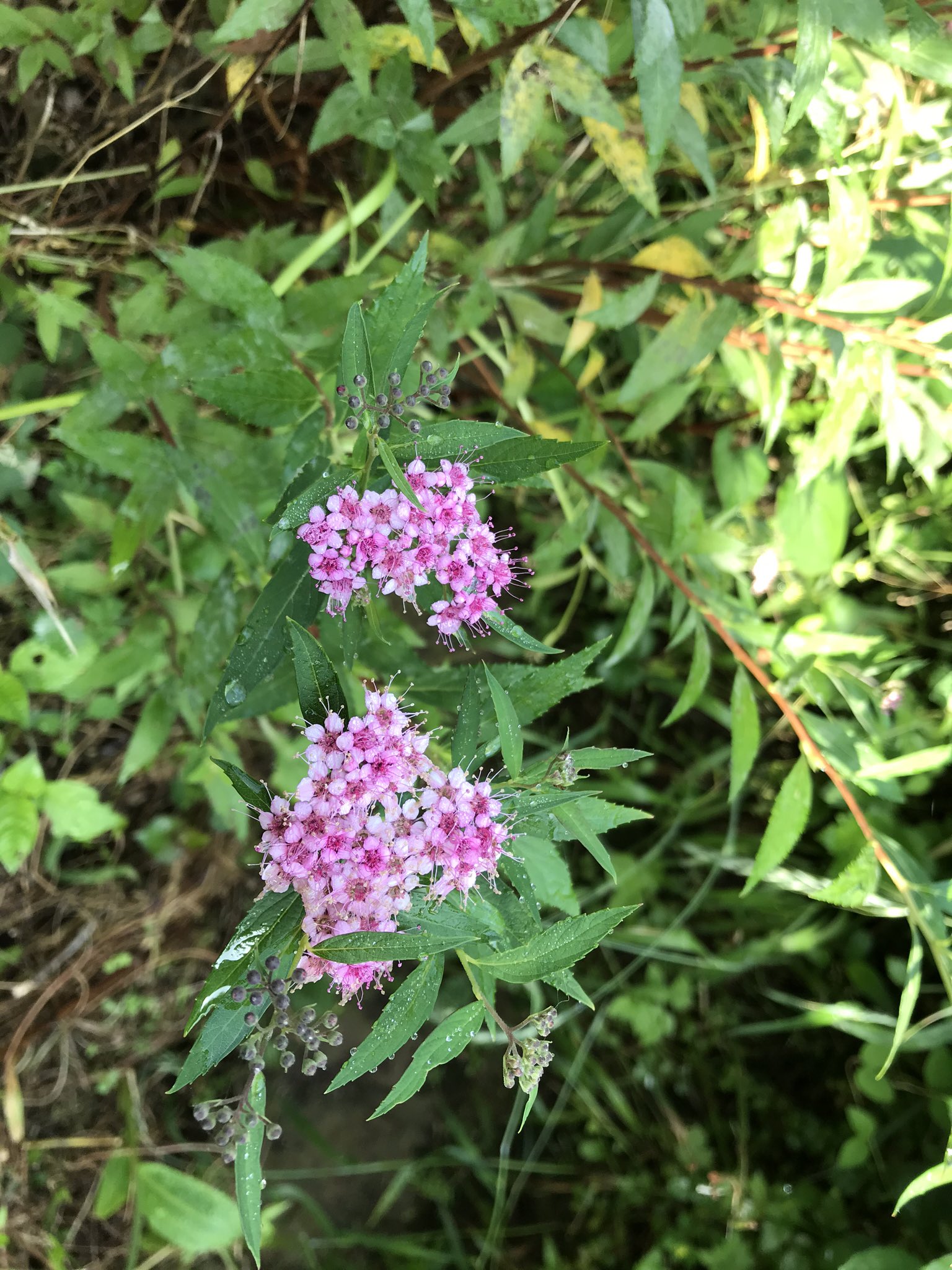 優ん庵 コデマリじゃないし 花が束になって咲かないから シロバナシモツケのようだ 普通 の薄桃色のシモツケ シモツケソウ 大家さん 何か変わった樹木や園芸種を植えまくりみたい 草本は同定できるが 樹木はイマイチ詳しくないのだ 観察するには