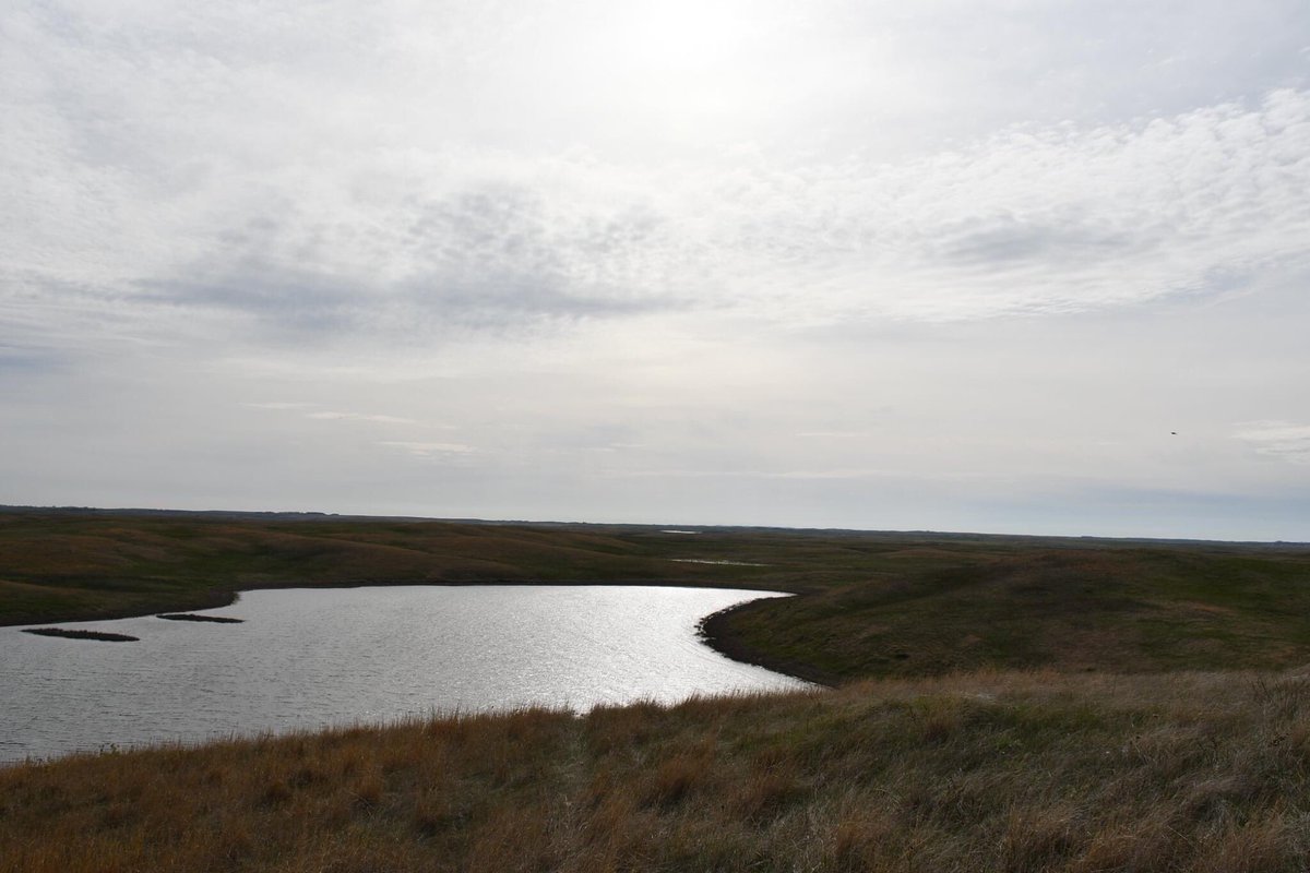 #DYK that the Prairie Pothole Region once contained 20 million acres of wetlands? Today, less than one-third of those wetlands remain and #wetlandconservation has never been more important!