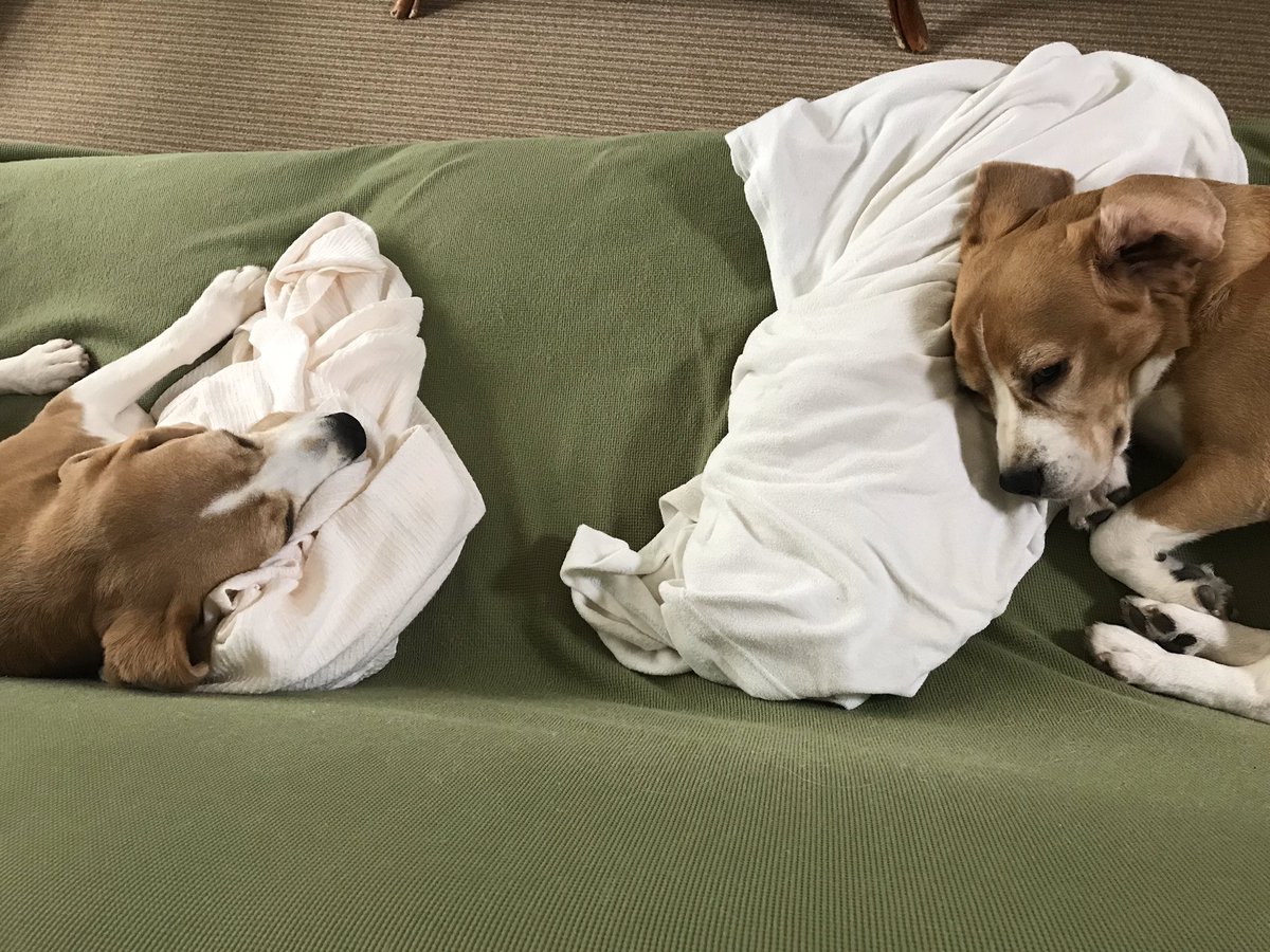 akko99842463's tweet photo. 頭は高いほうが寝心地いいらしい😊
They seem to need pillows for a comfortable morning nap.
#pillow #morningnap #beaglefacts #yuzu #sumite #cozycouch https://t.co/BjQSaJ1ibs