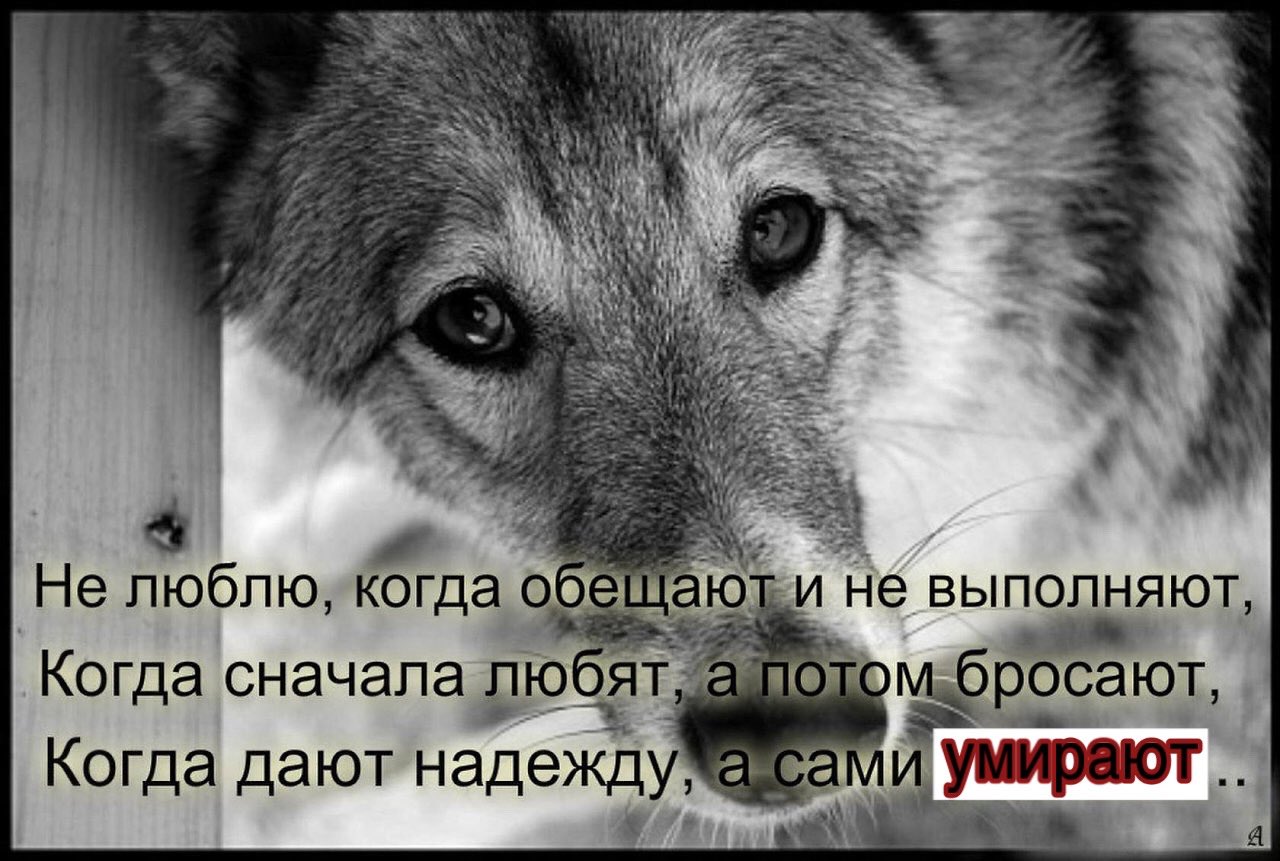 Грустные цитаты с волками