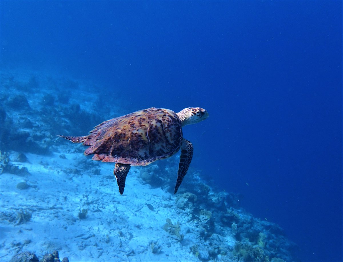 Looking forward to when we can all #travel and #explore again. In the meantime, I am getting my fix by looking through #snorkeling photos from my trip last winter. #Bonaire #StayHome