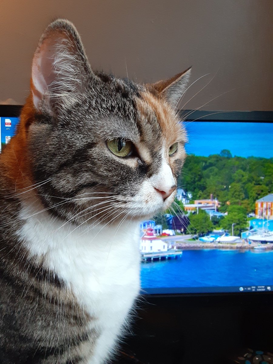 JaimeesDaddy's tweet photo. Amy. #Toronto #cat #cats #CatsOfTwitter https://t.co/ATXCG4NRah