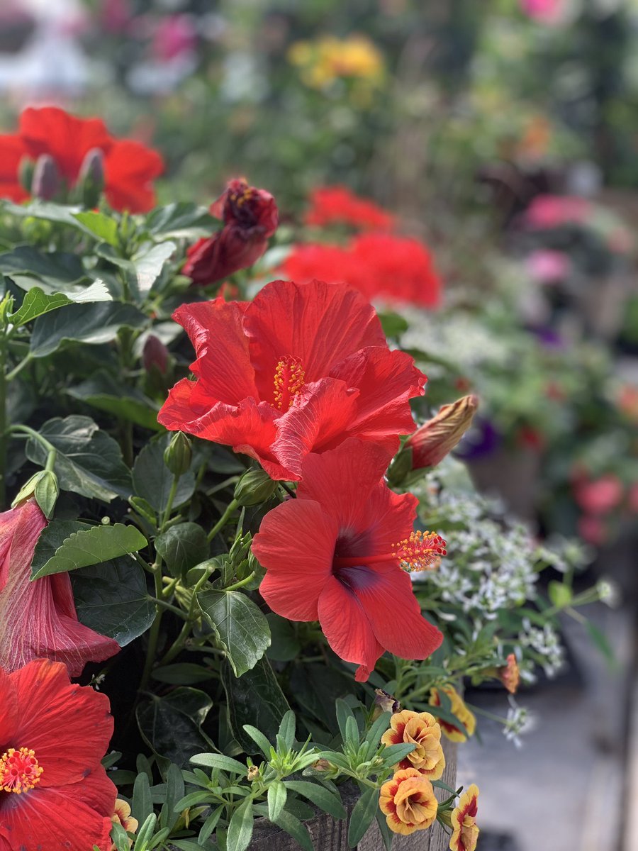 ThePropertycom2's tweet image. Flowers make you feel better…we design, plant, deliver and maintain. #foliarpak #syracuselandscaper #warsawlandscaper #flowerpots #winonalake #wawaseelake #syracuselake #warsawindiana #syracuseindiana #thepropertycompanyllc