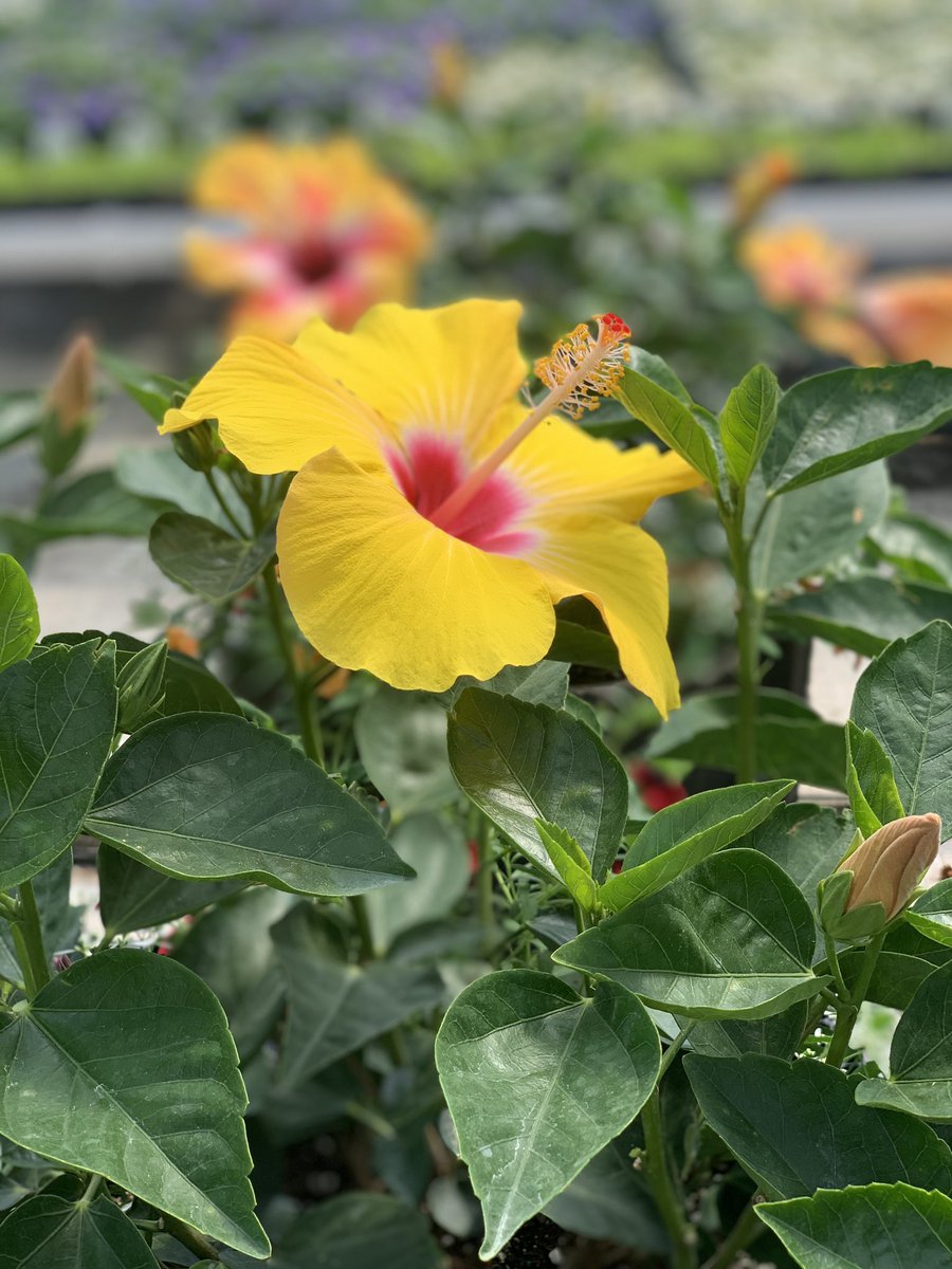 ThePropertycom2's tweet image. Flowers make you feel better…we design, plant, deliver and maintain. #foliarpak #syracuselandscaper #warsawlandscaper #flowerpots #winonalake #wawaseelake #syracuselake #warsawindiana #syracuseindiana #thepropertycompanyllc