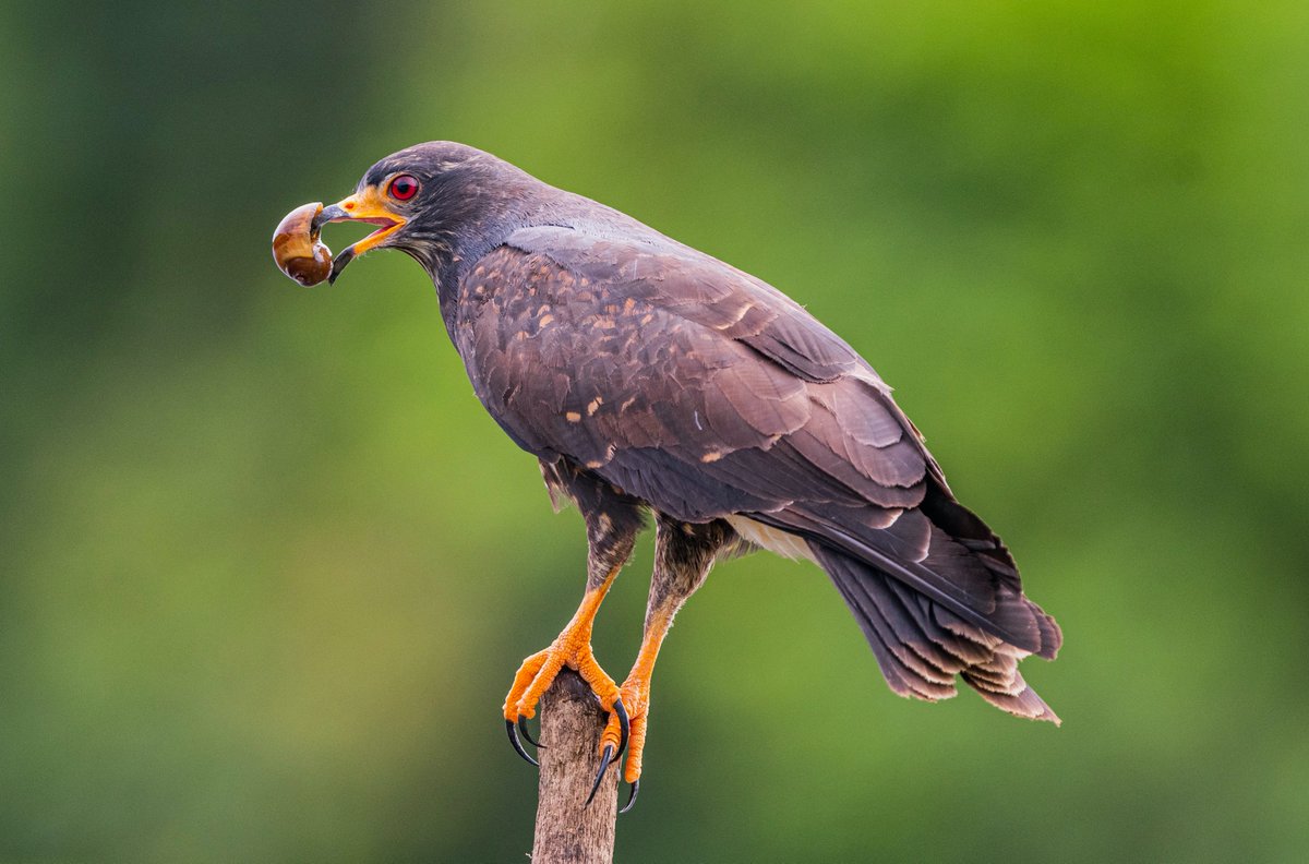 Snail Kite taken outside of Panama City, Panama
#PostABird #BlackBirdersWeek