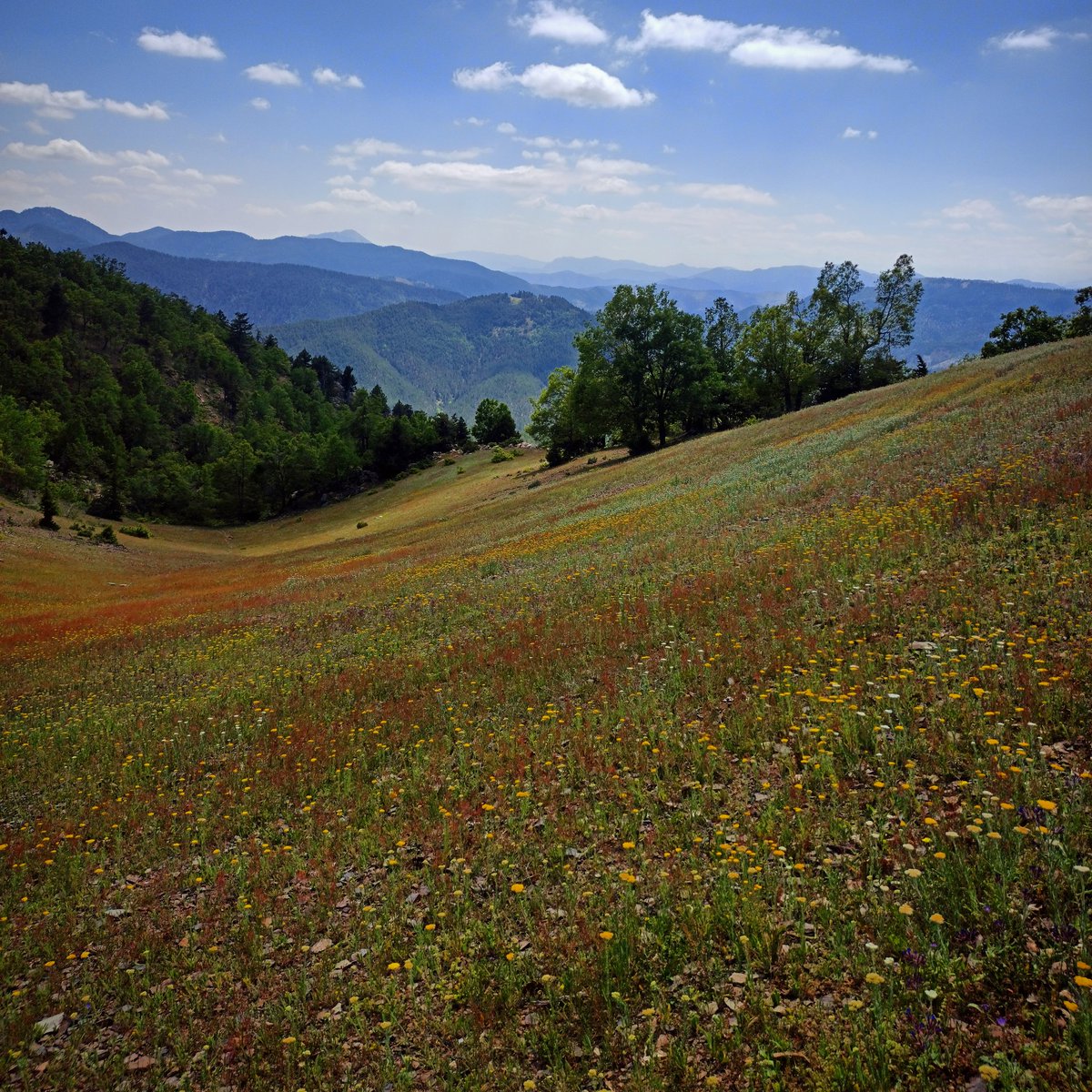 Dağlarda renk cümbüşü 🏵️🌺🌼💮
 #akkozak #feke #yerebakan #tordere #maran  #toroslar #torosdağları