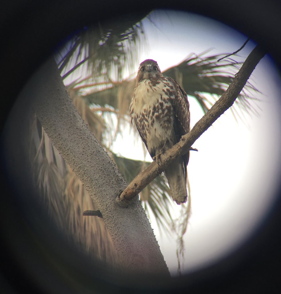 This cutie is a juvenile Red-Tailed Hawk I encountered at one of the urban parks I survey. I was psyched to see one in such a heavily urbanized area like downtown LA. Just a reminder that you can find really cool birds even outside of natural areas! #PostABird #BlackAFinSTEM