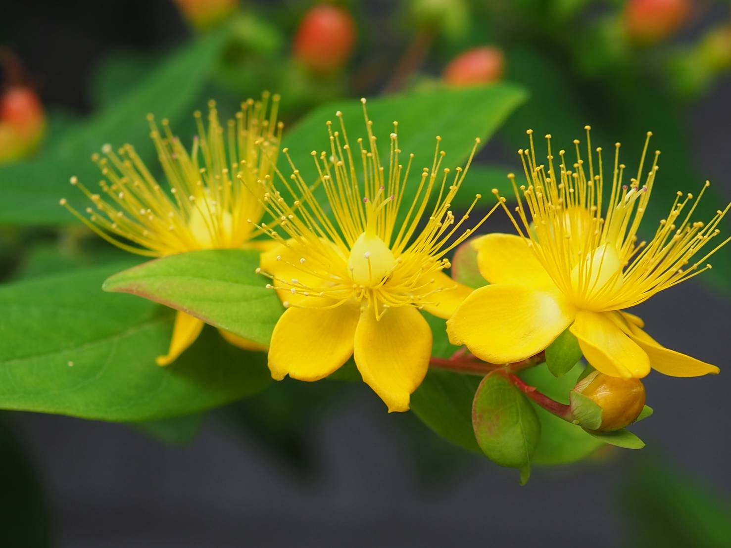 花凛𓂃 𓈒𓏸 ꕤ 花写真 ヒペリカム 花言葉 きらめき Tlを花でいっぱいにしょう T Co Dhyhbq1l9g Twitter