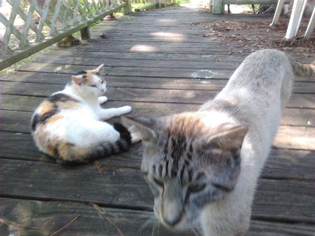 MacTheGingerCat's tweet photo. Cats don't judge their friends based on their color &amp; neither should humans. 💕🐾 #CatsOfTwitter #CatsOfTheQuarantine https://t.co/rbzCXMJRqs
