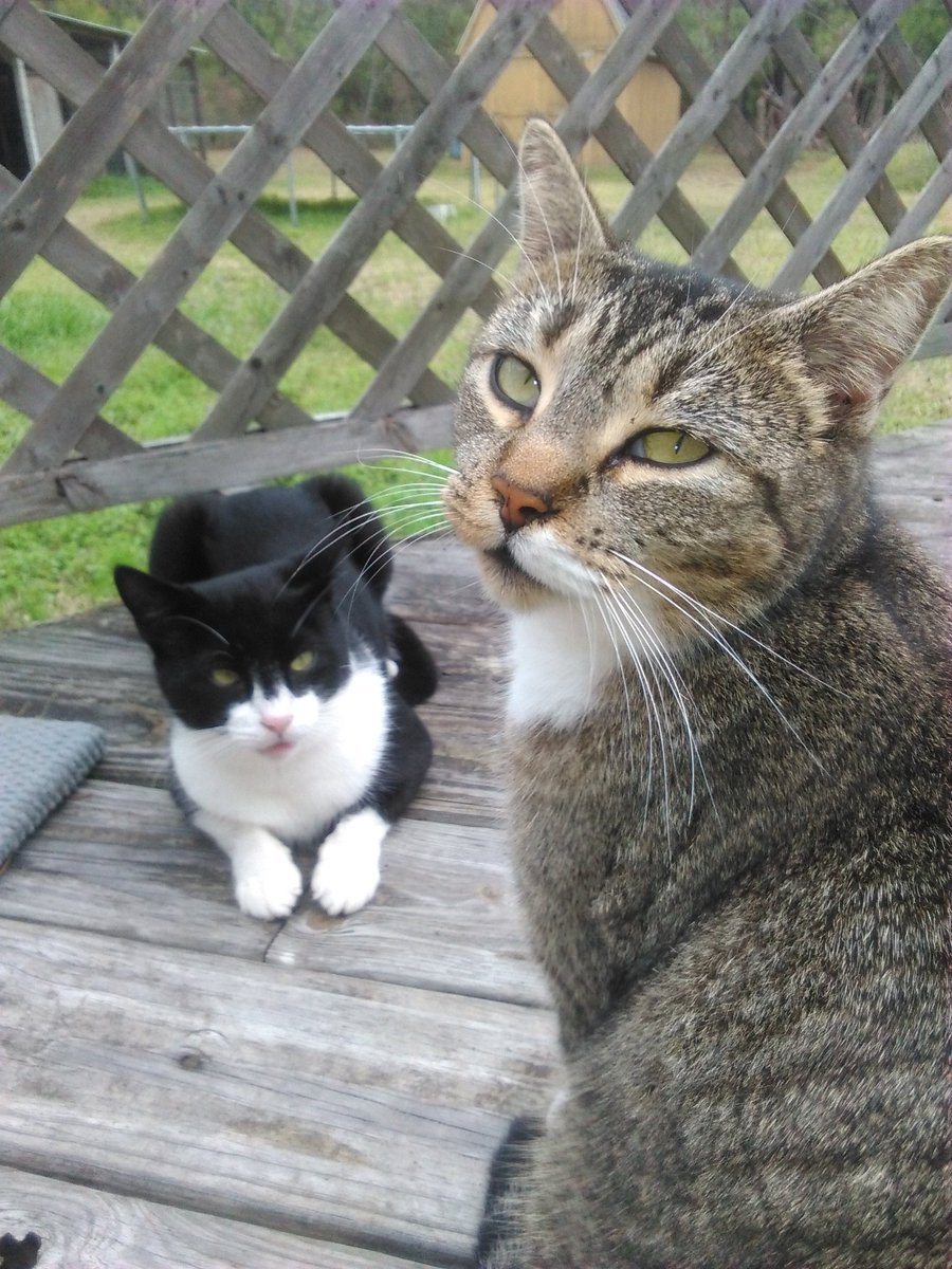 MacTheGingerCat's tweet photo. Cats don't judge their friends based on their color &amp; neither should humans. 💕🐾 #CatsOfTwitter #CatsOfTheQuarantine https://t.co/rbzCXMJRqs