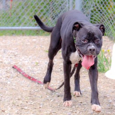 GTHumaneSociety's tweet photo. Meet 1 year old REX!💕 This handsome guy loves all of the humans he's met and has been great w/ the other doggies he's met at the GTHS. For more on REX and our #virtual adoption process, visit https://t.co/gnFNFRqOCw #adoptable #adoptme #dog #CollingwoodOntario https://t.co/2MMlqRAL10