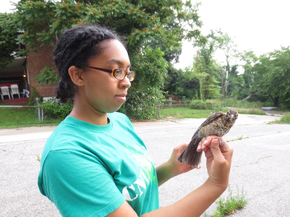 Happy Day 2 of #BlackBirdersWeek! #postabird I'm so happy to see others posting multiple birds because I can't pick just one! I'm going to start with my work in Baltimore. Baltimore’s birds are the reason I ended up back to grad school to get my PhD.
