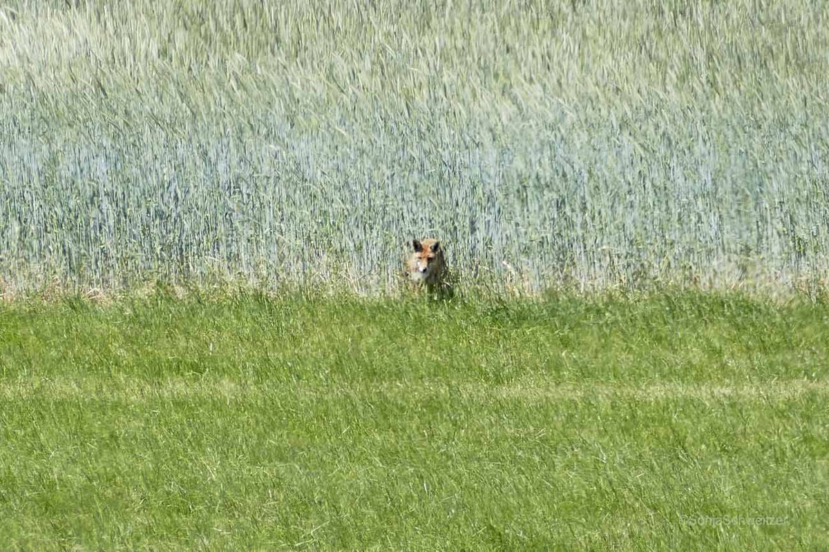 HessenSonja5767's tweet image. Beim #wandern heute diesen #Fuchs entdeckt................. #Rotfuchs #Tiere #Natur #LahnDillKreis #Mittelhessen #Hessen #Germany