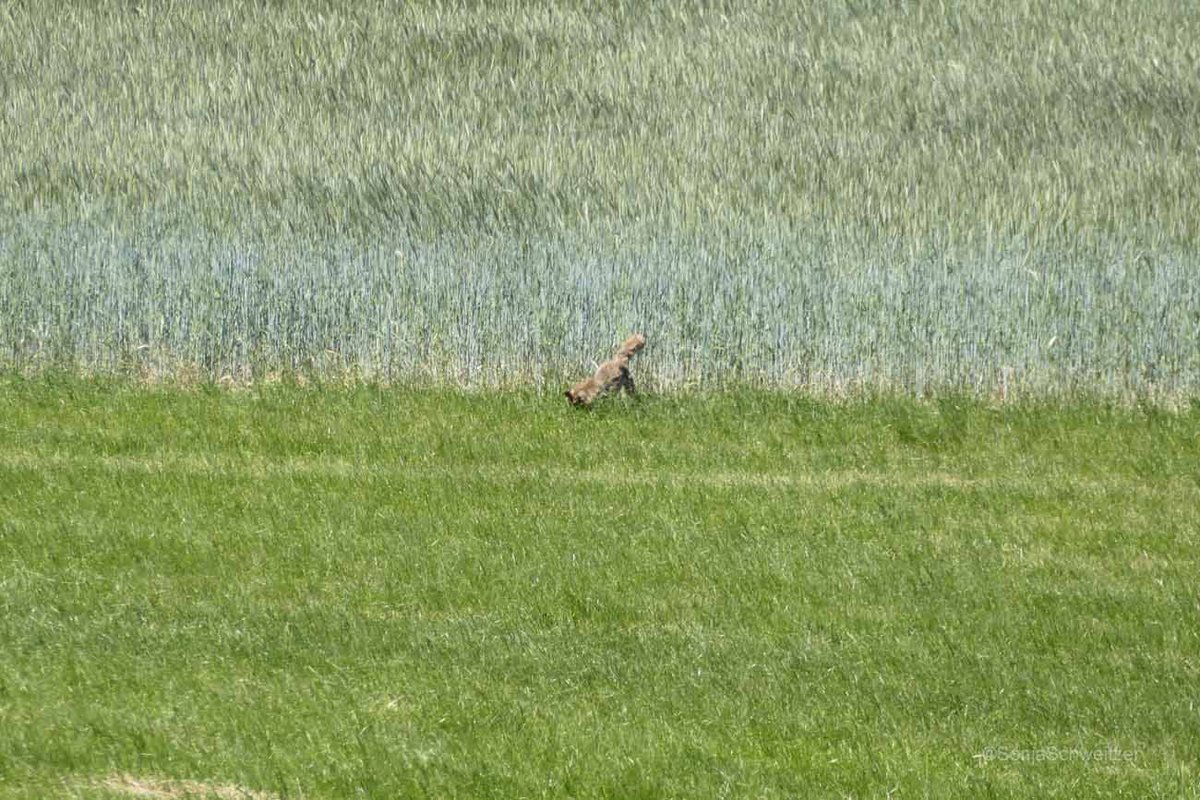 HessenSonja5767's tweet image. Beim #wandern heute diesen #Fuchs entdeckt................. #Rotfuchs #Tiere #Natur #LahnDillKreis #Mittelhessen #Hessen #Germany
