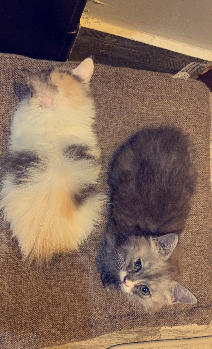 smra4040's tweet photo. الحب حقي ( سالي ولوسي ) 🐈♥️ #قطتي https://t.co/JDUWT80BSA