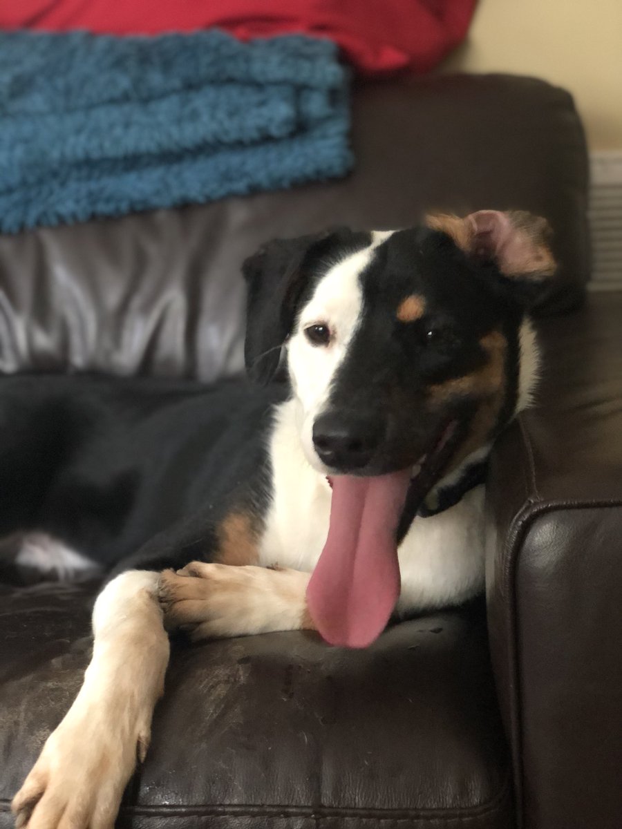 JMichaelRichert's tweet photo. @MorrisAnimal He reminds me of My little rescue pup, Ziggy. He was returned twice, too, because of anxiety issues. All he needed was a kind, patient trainer and a whole lot of love.  Remember Jojo, all dogs are good dogs! https://t.co/0VurxfTgFI