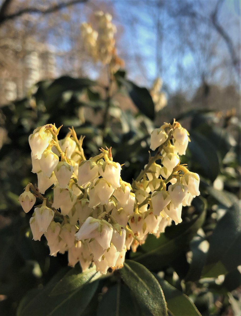 UBCgarden's tweet photo. Pieris floribunda grows in the soft light of the Carolinian Forest Garden. It is less seen compared to its common relative, P. japonica. 🌱
📷: Ben Stormes, Curator, N. Am. collections
#resilienceinbloom #explorebc #ourgardensyourhome #virtuallyvancouver #plants #gardensbc https://t.co/A6DVNTUQGq