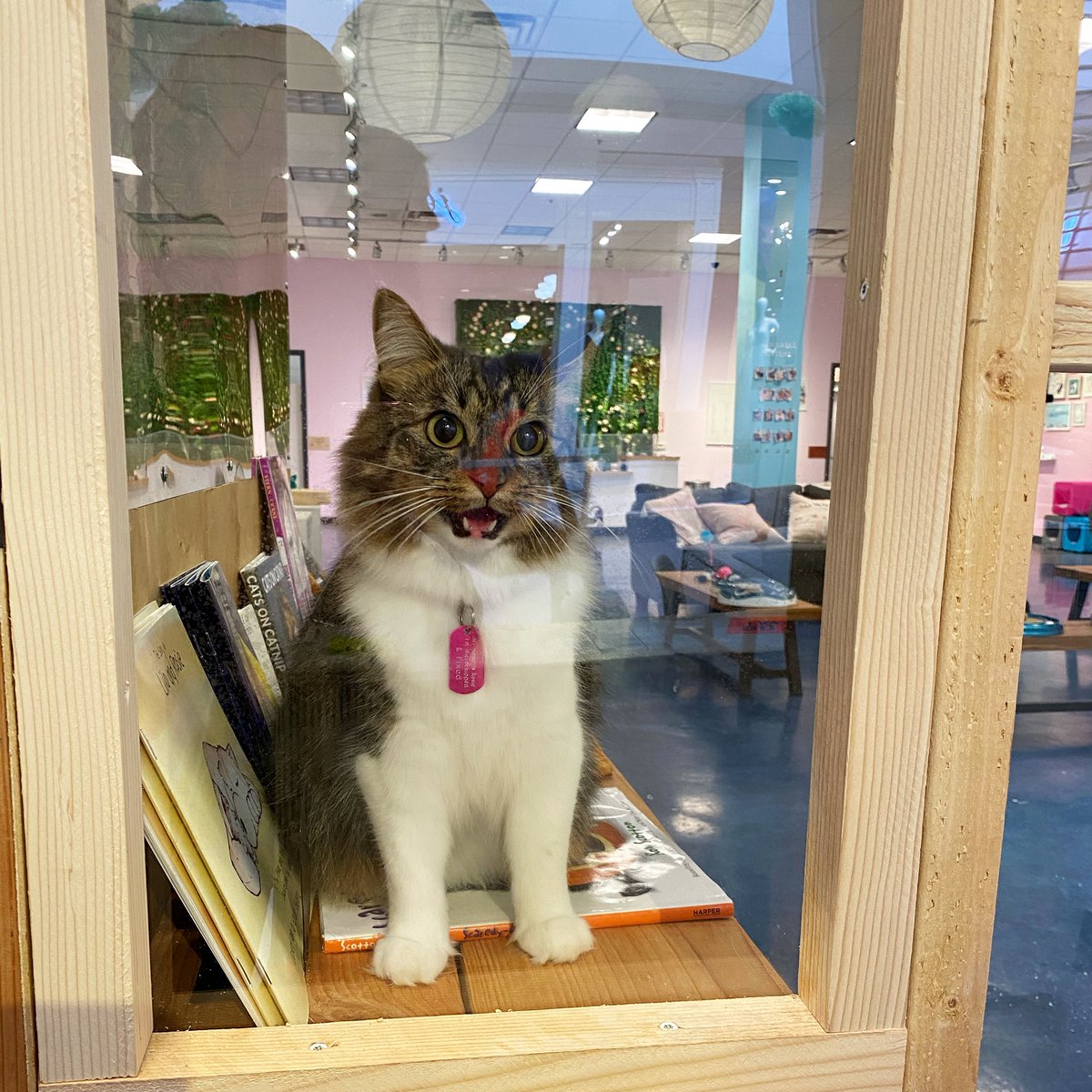 lilothehusky's tweet photo. When mom drops you off at daycare @minicattown ...😦 @catsofinstagram https://t.co/txEmLvX8aZ