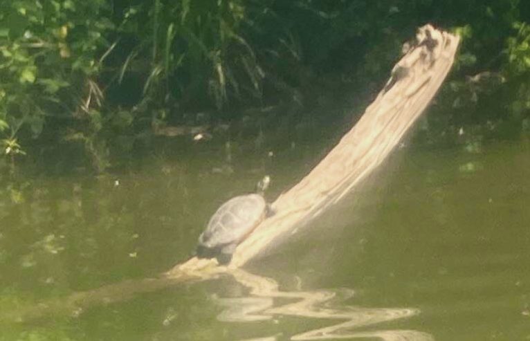 Square_knotuk's tweet photo. Not what I expected to see #Supping along the #Thames in #Surrey at the weekend. #Terrapin #Turtle #NotNative #Runnymede #SUP #Paddleboard https://t.co/1Cx5MSaJ4O