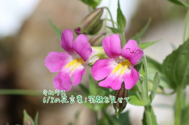 ウッチィ 6 2のお花 ミムラス 英名でmonkey Flower 猿の花 と呼ばれ これは上唇が2つ 下唇が3つに裂けた花の姿が 猿の顔に似ていることから名付けられた 花言葉 笑顔を見せて おどけた猿のような花が咲くことから つけられている 今日のお花 花