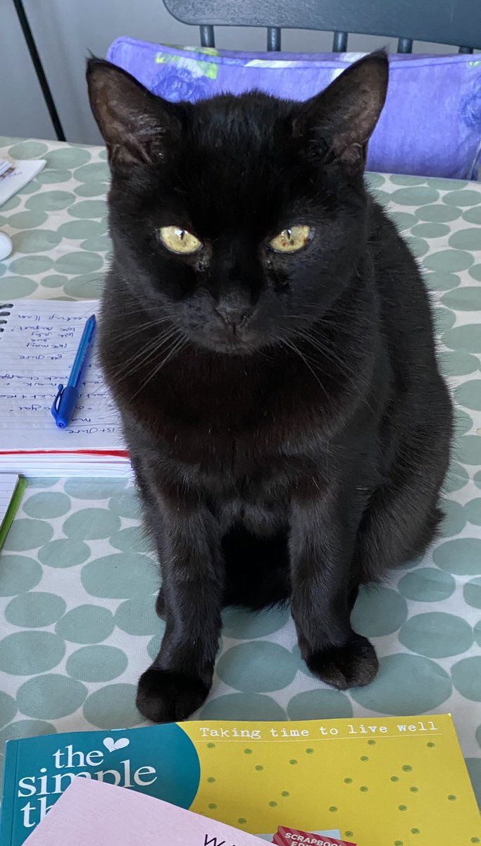 blackcatbutton's tweet photo. A rare close up ... #buttoncat #oldlady #mood https://t.co/1NhWxA29cM